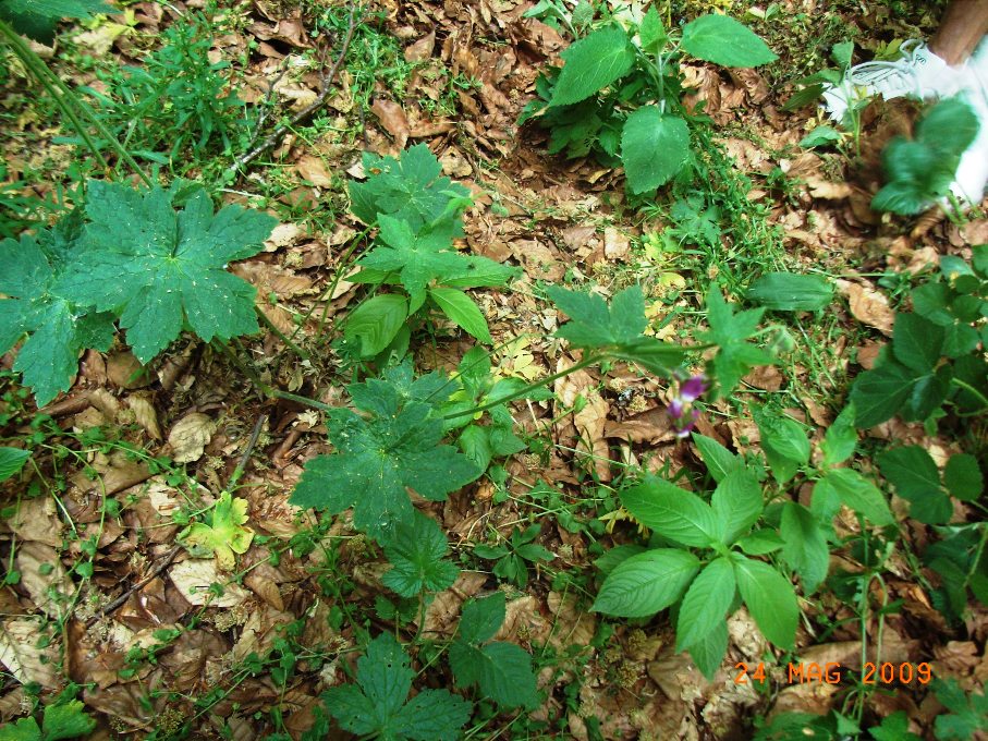 Geranium reflexum